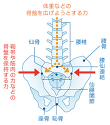 骨盤整体